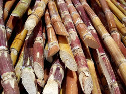 Farmers gather in New Delhi to protest sugarcane prices