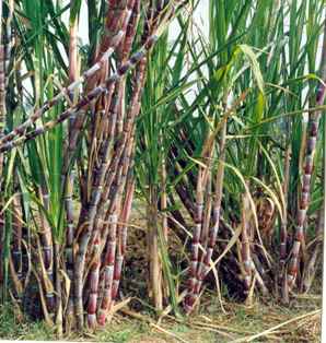 Sugarcane