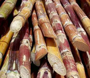 CCEA increase minimum price for sugarcane by 17.25%