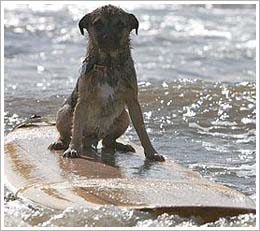 Meet the world''s youngest surfing dog!