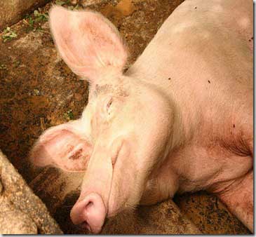 Australian dies after contracting swine flu