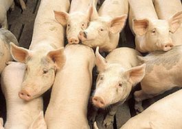 How swine flu affects pigs