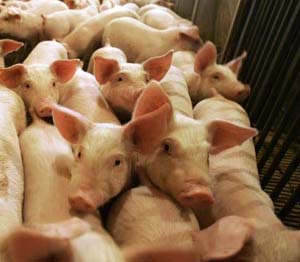 Five die of swine flu in West Bank