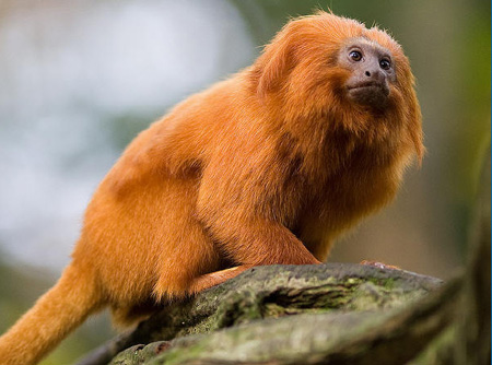 Scientists find non-human primates whispering