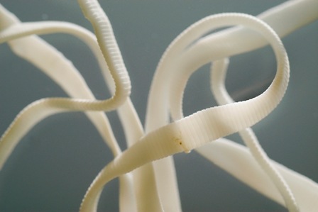 Tapeworm