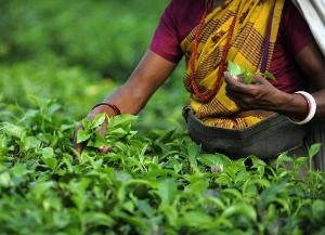 Tea Board earmarks Rs 25cr to promote tea in rural markets