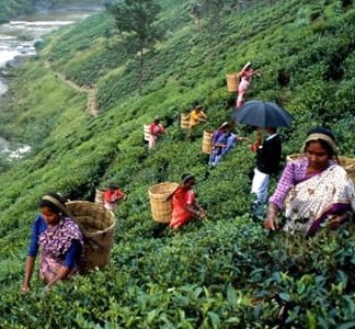 Tea-Exports