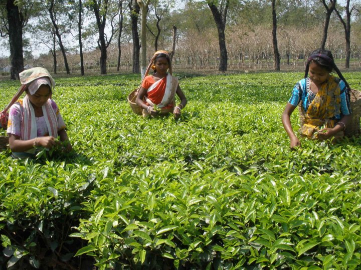 Tea output from Assam's Barak valley falls