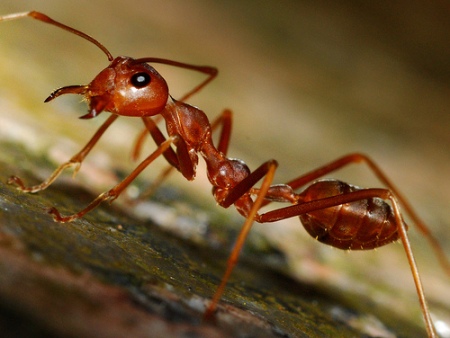 Temnothorax Ants