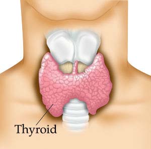 Low thyroid activity may actually be a sign of longevity