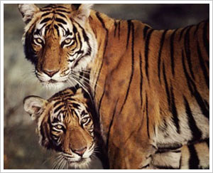 Endangered Chinese Animals