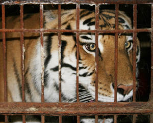 Caged Tiger