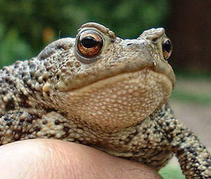 Toad venom may offer cancer cure