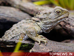 Henry the reptile becomes a dad at 111 years old