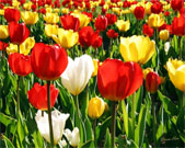 Kashmir to celebrate tulip festival