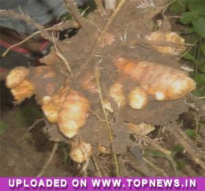 Turmeric