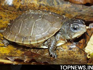 Allahabad police rescue tortoises