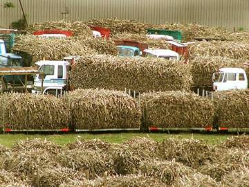 UP Sugar industry condemns hike in sugarcane SAP