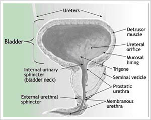 Patients with lower urinary tract symptoms ‘at increased metabolic syndrome risk’