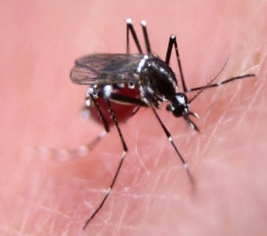  Vector-borne diseases during monsoon
