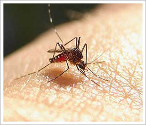 First case of West Nile virus in B.C