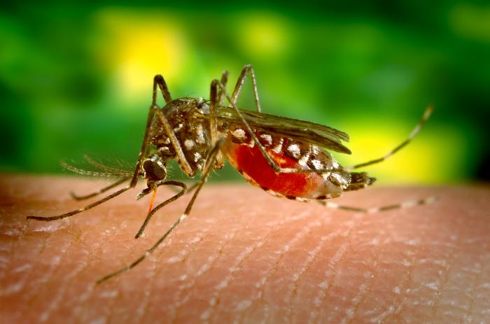 West Nile virus detected in mosquito in Schuylkill County