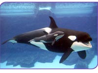 Joy as the last whale swims free