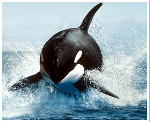  Killer whales have to raise their voices to be heard over ship noise