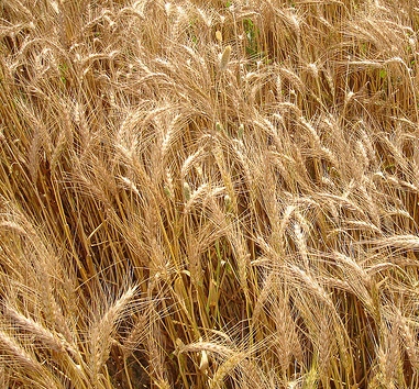 Wheat Output Estimate Lifted to Record Levels by Government, Sees Exports