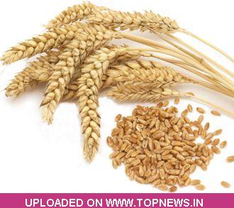 Commodity Trading Tips for Wheat by KediaCommodity