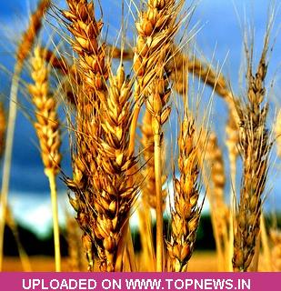 Wheat