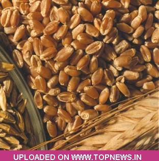 Commodity Trading Tips for Wheat by KediaCommodity