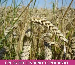 Wheat