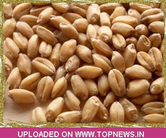 Commodity Trading Tips for Wheat by KediaCommodity