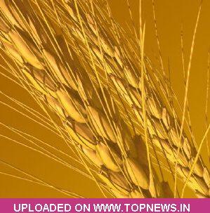 Wheat
