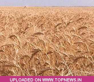 Wheat