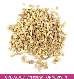 Commodity Trading Tips for Wheat by KediaCommodity