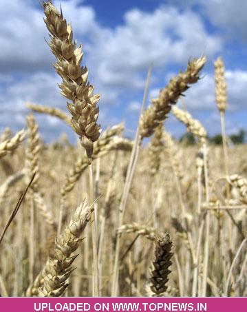 Commodity Trading Tips for Wheat by KediaCommodity