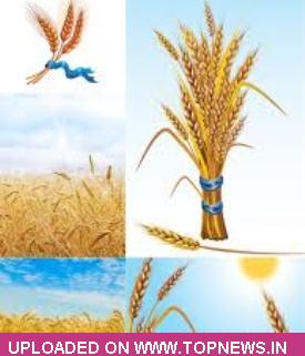 Wheat