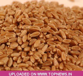 Commodity Trading Tips for Wheat by KediaCommodity