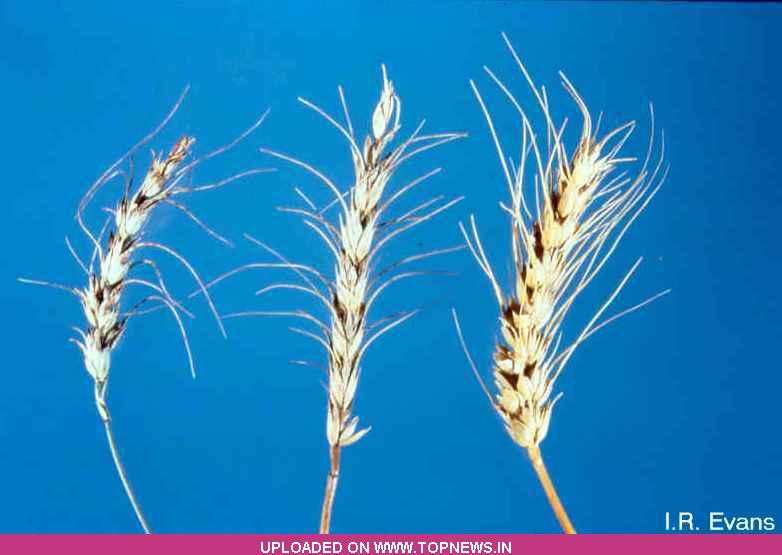 Wheat