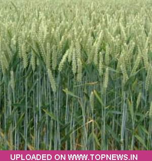 Wheat