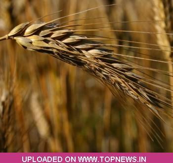 Wheat