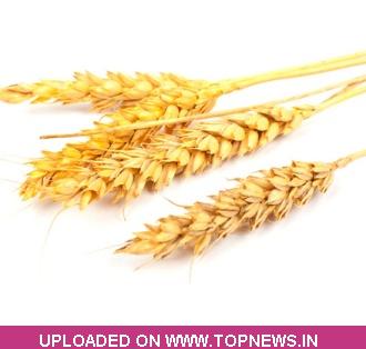 Wheat