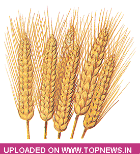 Wheat