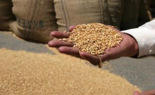 Commodity Trading Tips for Wheat by KediaCommodity