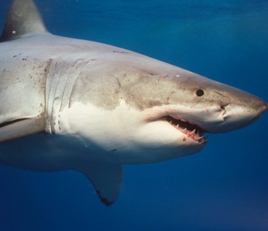 White sharks
