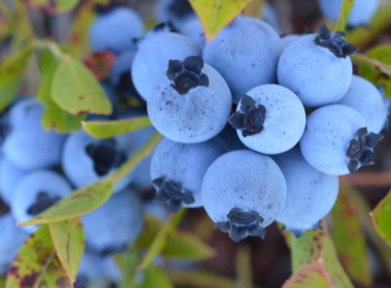 Wild Blueberries