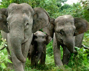 Only 80 wild elephants left in Vietnam
