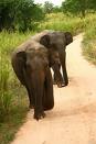 Wild elephants kill four in Bangladeshi village